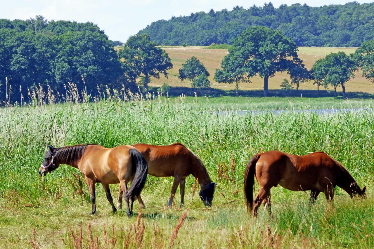 Selliner Ferienwohnungen Zewnętrze zdjęcie